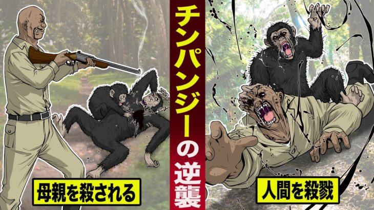 【実話】殺戮チンパンジー恐怖の復讐。母親を殺された…恨みを晴らす。
