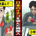 【実話】日本のイチゴを盗んだアホ韓国農家の末路‥日本の苗を盗んで「とちおとめ」という名前で販売？！‥一時成功するも、3年後に待ち受ける末路とは